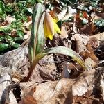 Erythronium americanum花