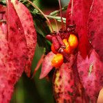 Euonymus alatus ഫലം