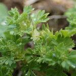 Alchemilla arvensis Лист