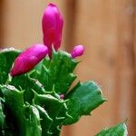 Schlumbergera truncata Лист