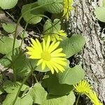 Doronicum columnae Kvet