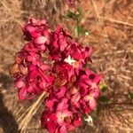 Paracarphalea kirondronFleur