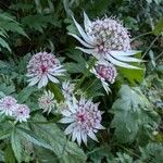 Astrantia majorFlor