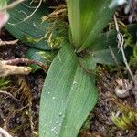 Ophrys sphegodes Foglia