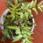 Pteris fauriei Leht