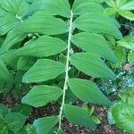 Polygonatum × hybridum Fuelha