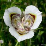Calochortus superbus Floare