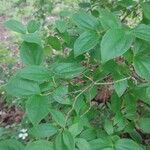 Philadelphus hirsutus Hoja