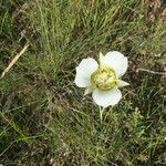 Calochortus gunnisonii Λουλούδι