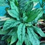 Aglaonema commutatum Ліст