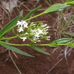 Declieuxia fruticosa Habit