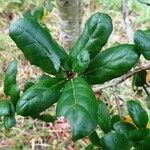 Quercus agrifolia Blatt