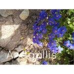 Anagallis monelli फूल