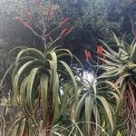 Aloe excelsa Flower