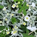 Cerastium biebersteinii Квітка