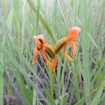 Platycoryne guingangae Flower