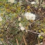 Vachellia drepanolobium Flower