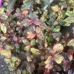 Cyathula prostrata Blatt