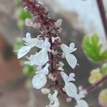 Plectranthus madagascariensis 花