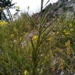 Erysimum virgatum Leaf