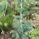Seseli gummiferum 葉