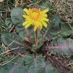 Taraxacum obovatum 整株植物