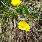 Ranunculus thora Flower