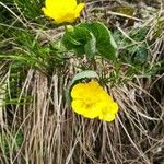 Ranunculus thora Bloem