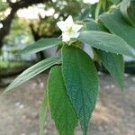 Muntingia calabura Leaf