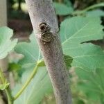 Ficus johannis Bark