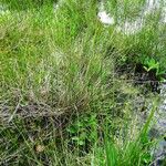 Eriophorum angustifolium Hábitos