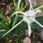 Hymenocallis littoralis Цветок