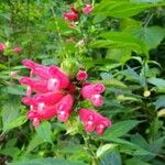 Salvia oxyphora Flor