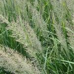 Calamagrostis arundinacea Flor