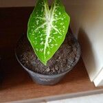 Caladium bicolor Leaf