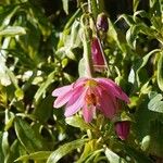 Passiflora tripartitaFlower