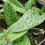 Ledebouria kirkii List