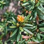 Rhododendron quadrasianum Blatt