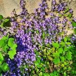 Campanula garganicaFlower