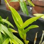 Dendrobium bigibbum Leaf