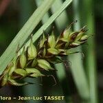 Carex hostiana Φρούτο