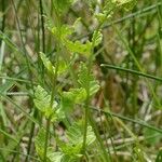 Dryopteris cristata Staniste