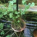 Marsilea quadrifolia Yeri