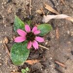 Echinacea purpureaফুল