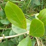 Fridericia platyphylla برگ
