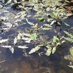 Persicaria amphibia Хабит