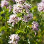 Ageratina occidentalis 花