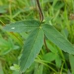 Comarum palustre Leaf