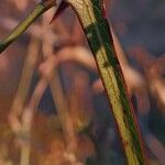 Araujia angustifolia Blad