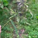 Agrostis stolonifera Folha